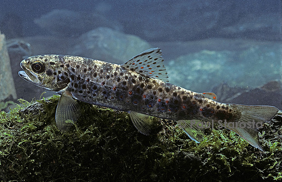 Salmo trutta fario (truite fario)