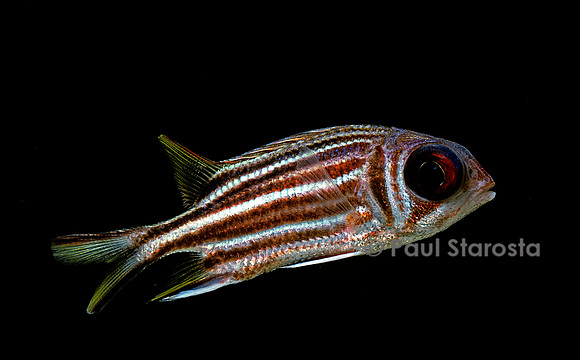Sargocentron seychellense