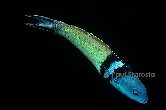 Thalassoma bifasciatum (girelle à tête bleue)