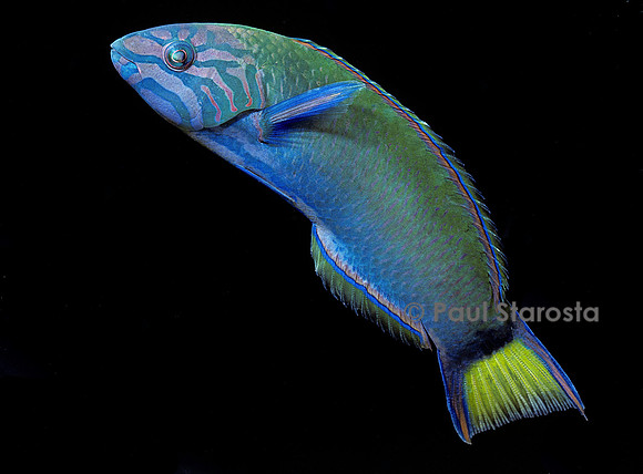 Thalassoma lunare (girelle verte)