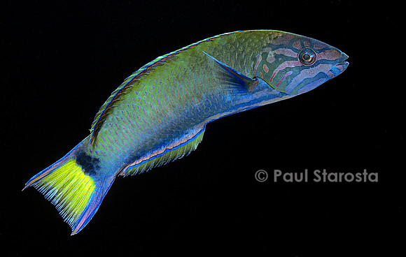 Thalassoma lunare (girelle verte)
