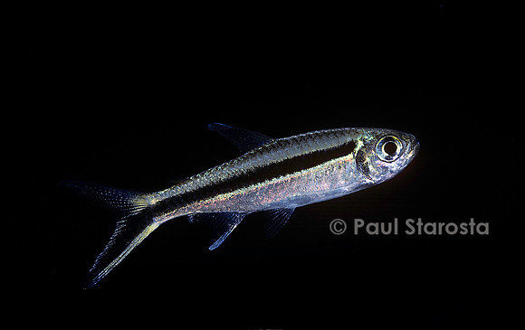 Thayeria obliqua (tetra pingouin)