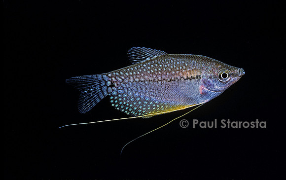 Trichogaster leeri (gourami perlé)