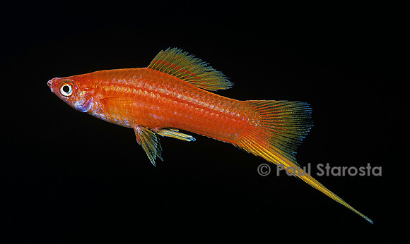 Xiphophorus hellerii (xipho)