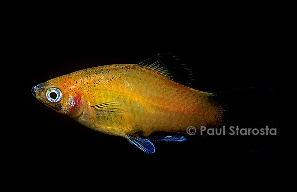 Xiphophorus maculatus (platy)
