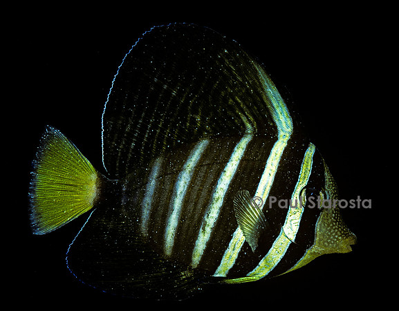 Zebrasoma veliferum (chirurgien)