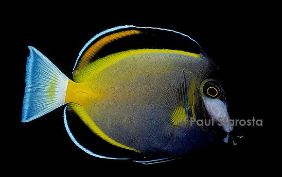 Acanthurus japonicus (chirurgien)