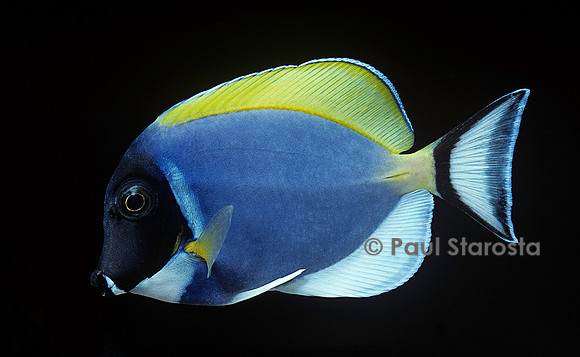 Acanthurus leucosternon (chirurgien)