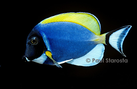 Acanthurus leucosternon (chirurgien)