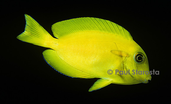 Acanthurus olivaceus (chirurgien) - juvénile