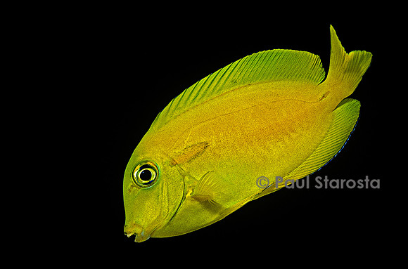 Acanthurus olivaceus (chirurgien) - juvénile