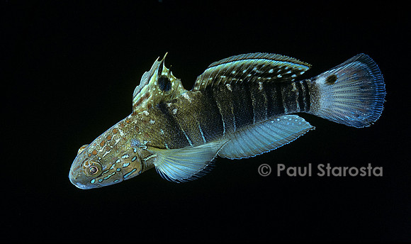 Amblygobius phalaena (gobie à bandes)