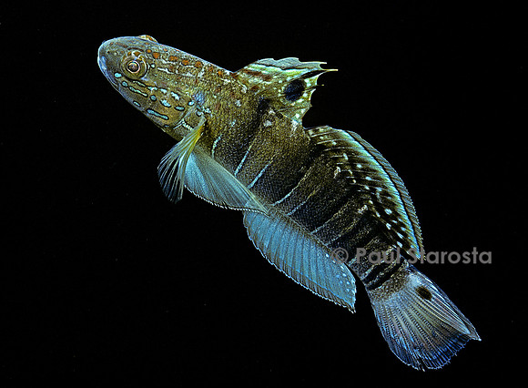 Amblygobius phalaena (gobie à bandes)