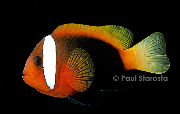 Amphiprion melanopus (poisson-clown)