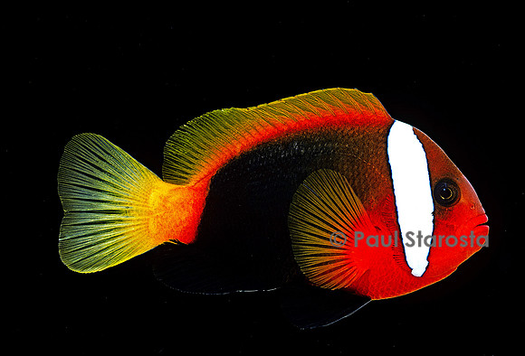 Amphiprion melanopus (poisson-clown)