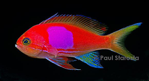 Pseudanthias pleurotaenia