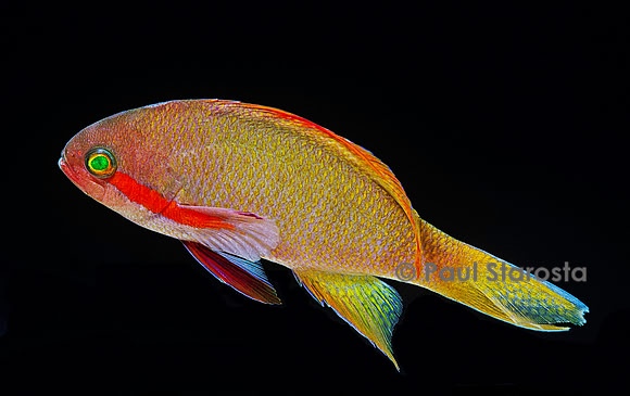 Pseudanthias squamipinnis