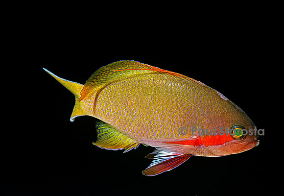 Pseudanthias squamipinnis