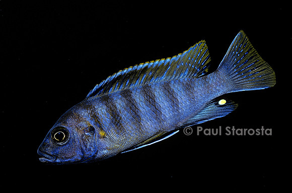 Aulonocara nyassae