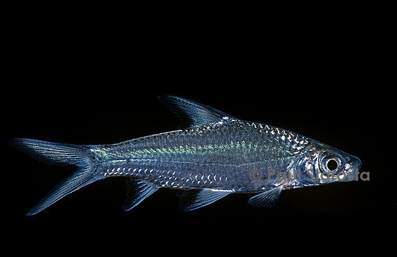 Balantiocheilos melanopterus