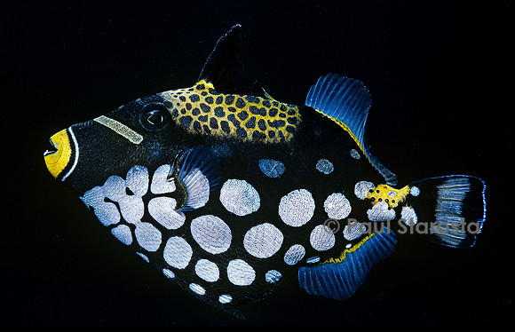 Balistoides conspicillum