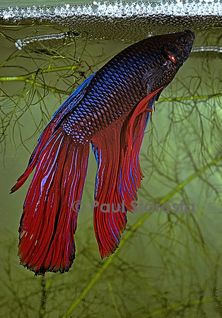 Betta splendens (combattant)