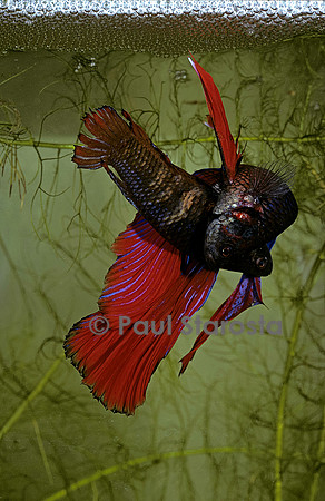 Betta splendens (combattant) - accouplement
