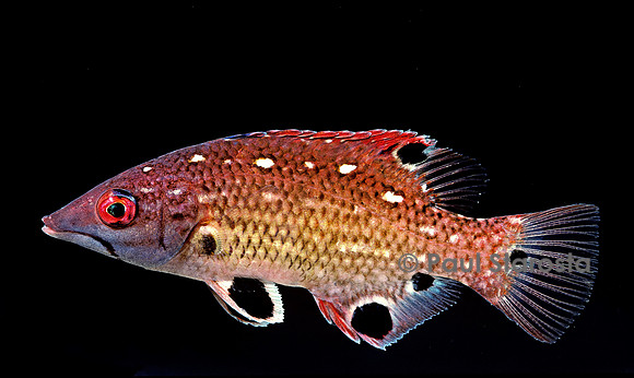 Bodianus diana