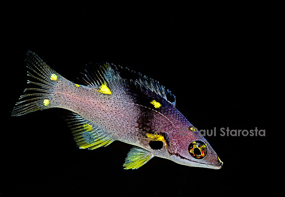 Bodianus mesothorax
