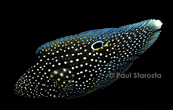Calloplesiops altivelis