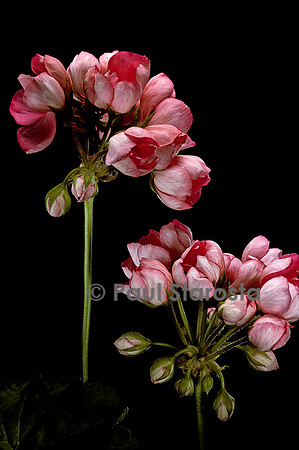 Pelargonium X hortorum ‘Patricia Andrea’
