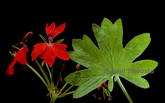 Pelargonium X hortorum ‘Red Startel’