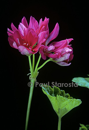 Pelargonium X hortorum ‘Star of Persia’