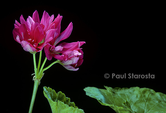 Pelargonium X hortorum ‘Star of Persia’