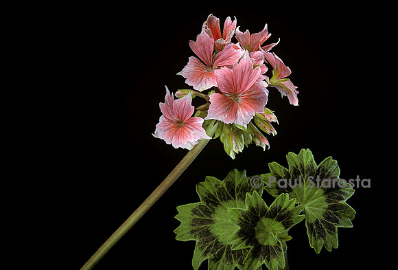 Pelargonium X hortorum ‘Stellar Rose’