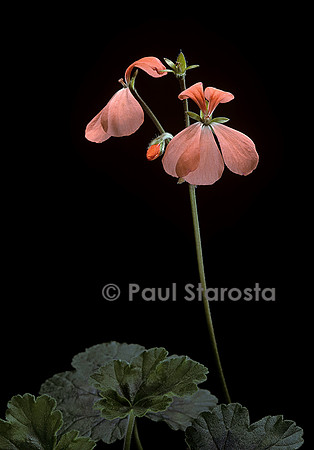 Pelargonium X hortorum ‘Taurus’