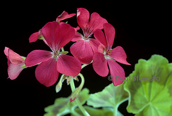 Pelargonium X hortorum ‘The Czar’