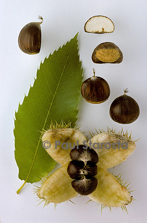 Castanea sativa (châtaigne) ‘Platette’