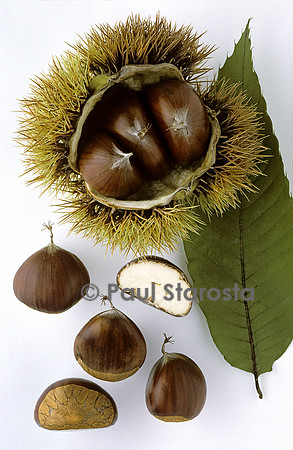 Castanea sativa (châtaigne) ‘Précoce Migoule’