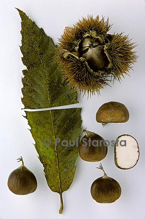 Castanea sativa (châtaigne) ‘Précoce Ronde des Vans’