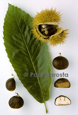 Castanea sativa (châtaigne) ‘Rabeyro’