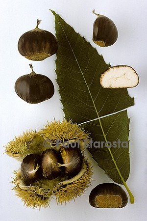 Castanea sativa (châtaigne) ‘Sardonne’