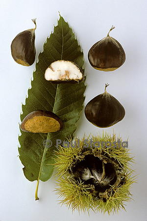 Castanea sativa (châtaigne) ‘Soulage’