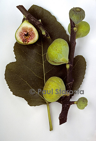 Ficus carica (figue) ‘Marseillaise’