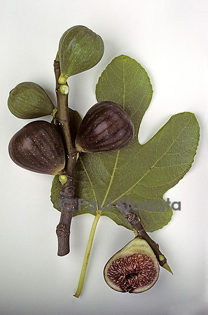 Ficus carica (figue) ‘Monaie’