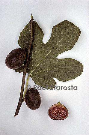 Ficus carica (figue) ‘Therounelle’