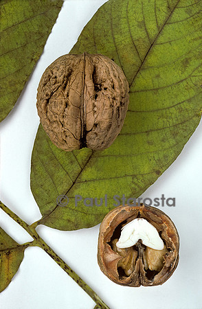 Juglans regia (noix) ‘Cocarde’