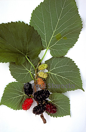 Morus nigra (mûrier noir)