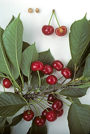 Prunus avium (cerise) ‘Betorgue’