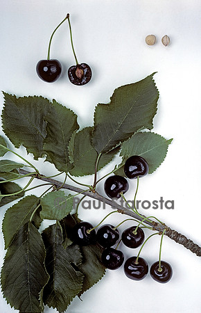 Prunus avium (cerise) ‘Petite Noire’
